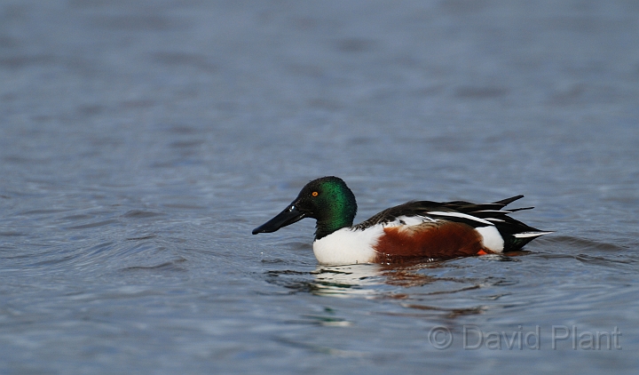 Shoveler male - C.jpg - Shoveler (male) - Slimbridge